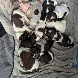 German Shorthaired Pointer Puppies from Briar Creek Kennels