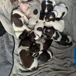 German Shorthaired Pointer Puppies from Briar Creek Kennels