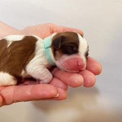 Cavachon, Cavalier King Charles Spaniel, and Cavapoo Puppies from LierChonPoo