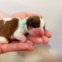Cavachon, Cavalier King Charles Spaniel, and Cavapoo Puppies from LierChonPoo