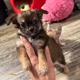 Fawn and tan price: 4,800 - Fawn male Chihuahua puppy in Summerfield, Florida from Uey’s Chihuahuas