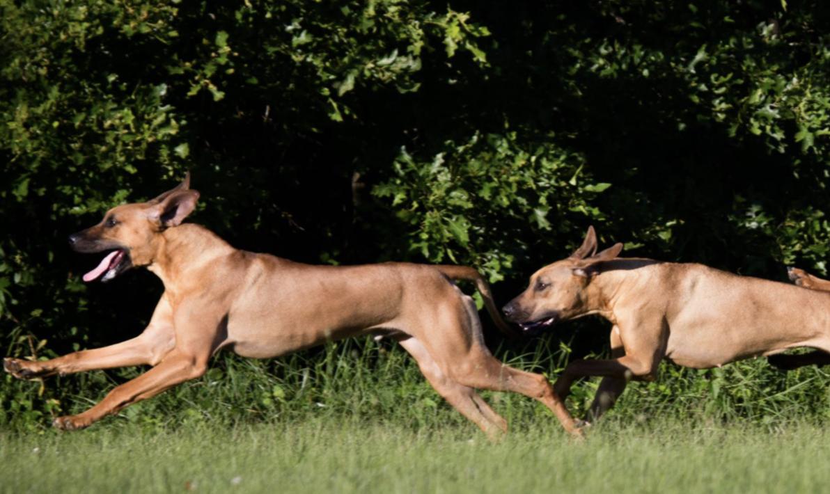 Ridgebacks of the Highland Rim in Tennessee | Rhodesian Ridgeback ...