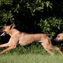Rhodesian Ridgebacks from Ridgebacks of the Highland Rim