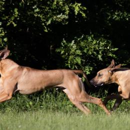 Rhodesian Ridgebacks from Ridgebacks of the Highland Rim