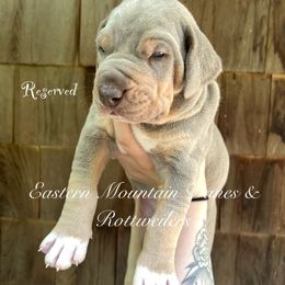 Hyet(Charles) - Silver male Great Dane puppy in Hermon, Maine from Eastern Mountain Danes & Rottweilers