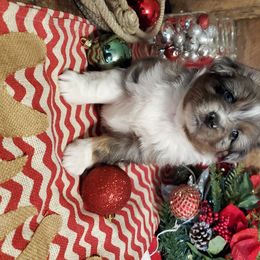 Miniature Australian Shepherd Puppies from Star B Cattle and Aussies