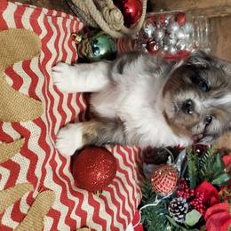 Miniature Australian Shepherd Puppies from Star B Cattle and Aussies