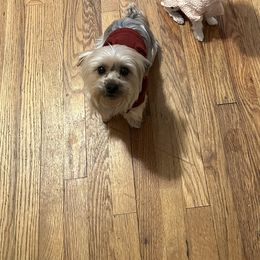 Zeus - Yorkshire Terrier