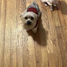 Zeus - Yorkshire Terrier