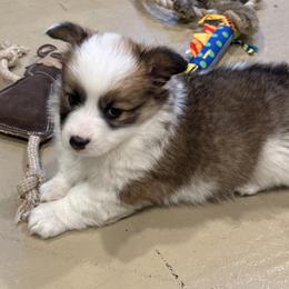 Mocha - Black and tan female Pembroke Welsh Corgi puppy in Grand Rapids, Michigan from Corgi Love Tales
