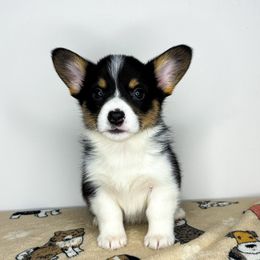 ANGEL - Black and tan Pembroke Welsh Corgi puppy in Ritzville, Washington from Sapphire Iris Corgis