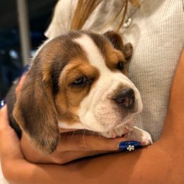 Bruce - Black tan and white male Beagle puppy in Norco, California from Prairie Tail Beagles