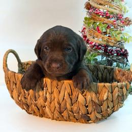 Flea - Chocolate male Labrador Retriever puppy in Isle, Minnesota from Dog Ear Outfitters