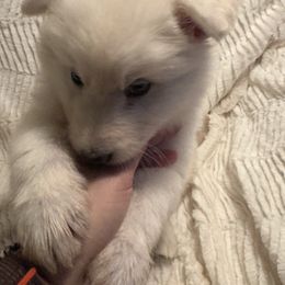 Black Girl - White German Shepherd puppy in Depauville, New York from Davis Farm