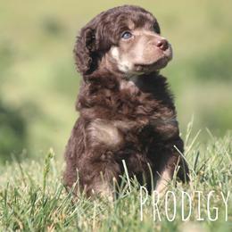 Bismark - Phantom male Poodle puppy in Pella, Iowa from Prodigy Farms Therapy Dogs