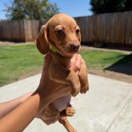 Riley - Cream male Dachshund puppy in Modesto, California from Raws Doxies