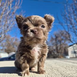 AKC Yuki - Chocolate blue female Chihuahua puppy in Silver Summit, Utah from Snow Peak Kennel
