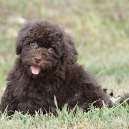 Kiss me Chocolate - Chocolate sable female Havapoo puppy in Bowling Green, Kentucky from Denise Clark
