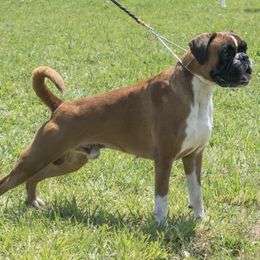 Boxers from Image Boxers