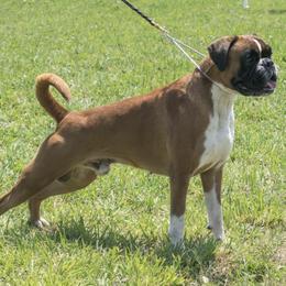 Boxers from Image Boxers
