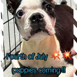 Aguarius - Boston Terrier
