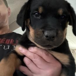 White girl - Black and mahogany female Rottweiler puppy in Colorado Springs, Colorado from Von Locher Rotties