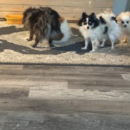 Pomeranian Puppies from Tania’s treasures Pomeranians