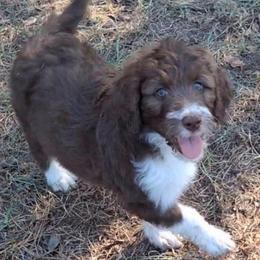 Seraphina - Brown and white female Aussiedoodle puppy in Grand Saline, Texas from Aussies Acre