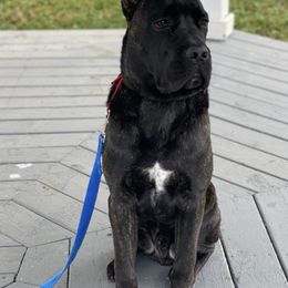 Cane Corso from Stax Cane Corso