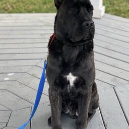Cane Corso from Stax Cane Corso
