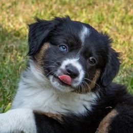 Miniature American Shepherd Puppies from Birchview Miniature American Shepherds