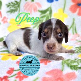 PEEP - Piebald male Dachshund puppy in Columbia, Louisiana from Diamond 5R Ranch AKC & CKC Miniature Dachshunds