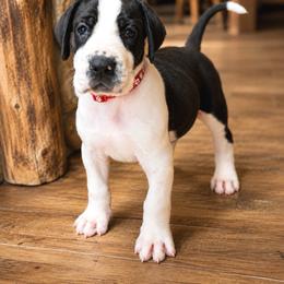 Puppy 1 - Mantle male Great Dane puppy in Ocala, Florida from Oak Haven Great Danes