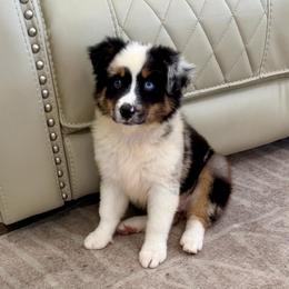Snickers - Blue merle female Miniature Australian Shepherd puppy in Baker, Florida from East to Western Aussies