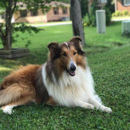 Collies from Selina Rose Collies