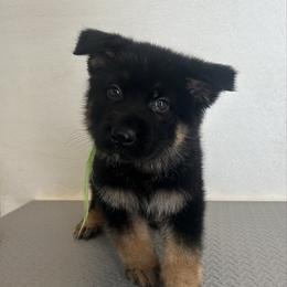 Vulcan - Black and red male German Shepherd puppy in Whitewater, California from Vom Haus Metzler Shepherds