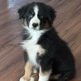 Nellie - Black tri-color female Australian Shepherd puppy in Columbia, Kentucky from Caywood Aussies