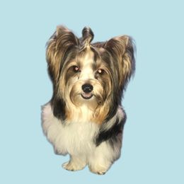 Jax - Biewer Terrier