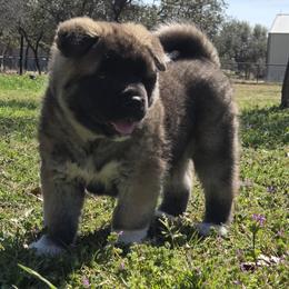 Freya - Brown, black overlay female Akita puppy in Granbury, Texas from Folklore Akitas