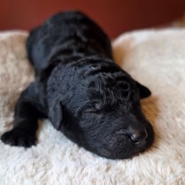 Ghost - Black female Poodle puppy in Springfield, Oregon from Valaurah Farms