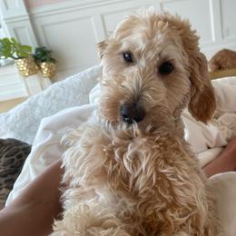 Kartier - Goldendoodle