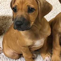 Rhodesian Ridgeback Puppies from Lyonnese Rhodesian Ridgebacks