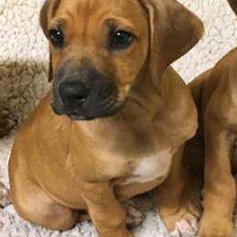 Rhodesian Ridgeback Puppies from Lyonnese Rhodesian Ridgebacks