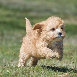 Jane - Red female Cavapoo puppy in Narvon, Pennsylvania from Stoltzfus Family Puppies (license number 18844)