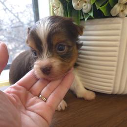 Orange collar - Parti male Yorkshire Terrier puppy in Mcconnellsburg, Pennsylvania from Buffy's Little Blessings