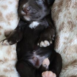 Espresso - Liver male Miniature Schnauzer puppy in Miami, Florida from Chiquiticos Shnauzers