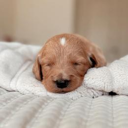 Breck, Boy - Apricot male Goldendoodle puppy in Maricopa, Arizona from Desert Ridge Doodles