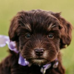 Lola - Liver female Miniature Schnauzer puppy in Paradise, Utah from Highbornschnauzers