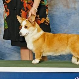 Grace - Cardigan Welsh Corgi