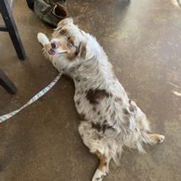 Kya - Australian Shepherd